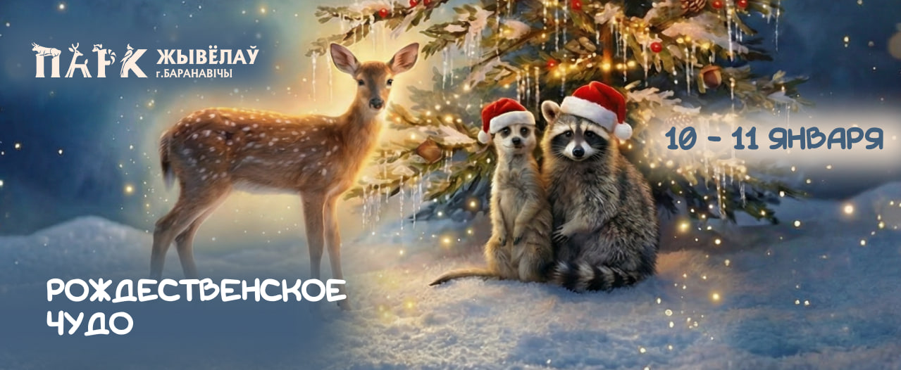 РОЖДЕСТВЕНСКОЕ ЧУДО!