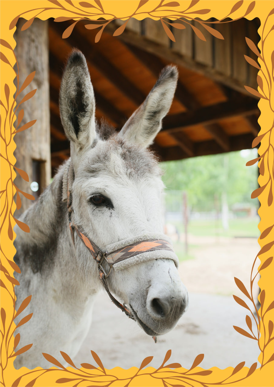 Осёл Леонид