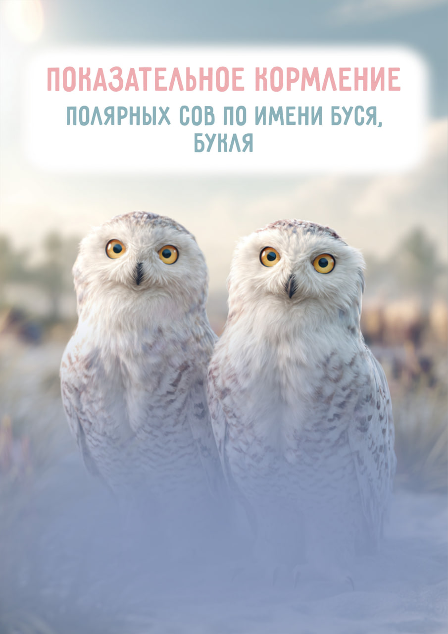 Время кормления: 16:30